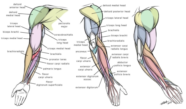 Drawing Arm Anatomy Diagram with Terminology
