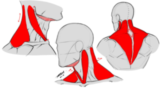 Neck_and_Back_Anatomy_Studies_by_RAM