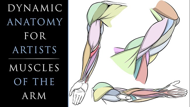 Dynamic Anatomy of the Arm for Artists