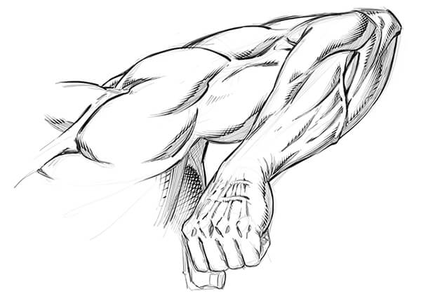 Dynamic Arm Anatomy Drawing