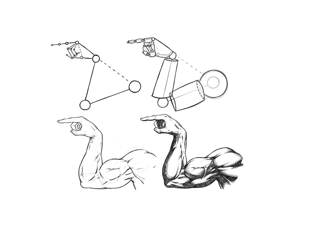 Arm Muscles Drawing - Draw Space