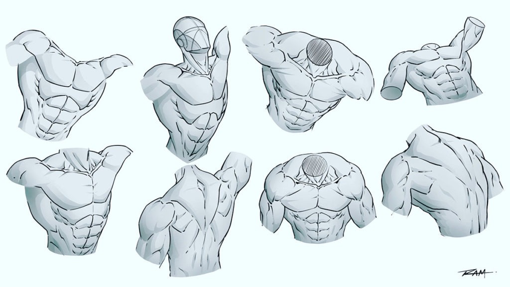 Poses of the Upper Torso Anatomy 