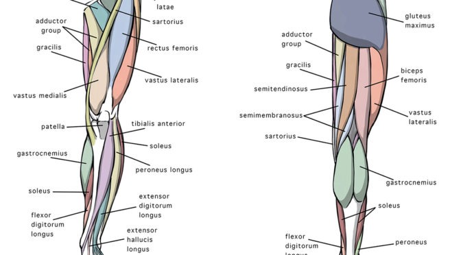 Anterior and Posterior Views of the Leg Anatomy