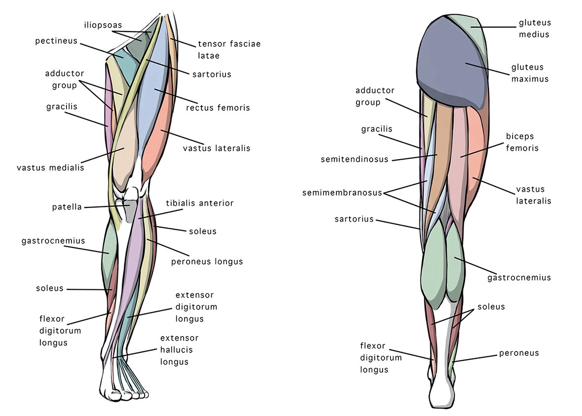 Anterior and Posterior Views of the Leg Anatomy