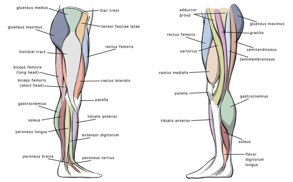 Medial and Lateral View of the Leg Anatomy