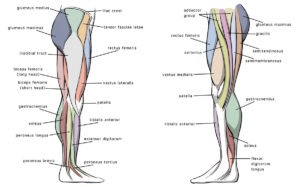 5 Tips on How to Draw Leg Anatomy -Tutorial - Ram Studios Comics