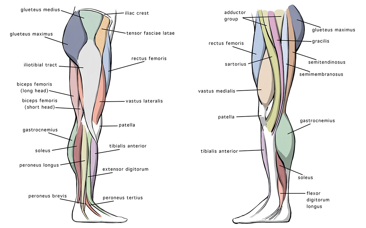 leg muscles diagram side view