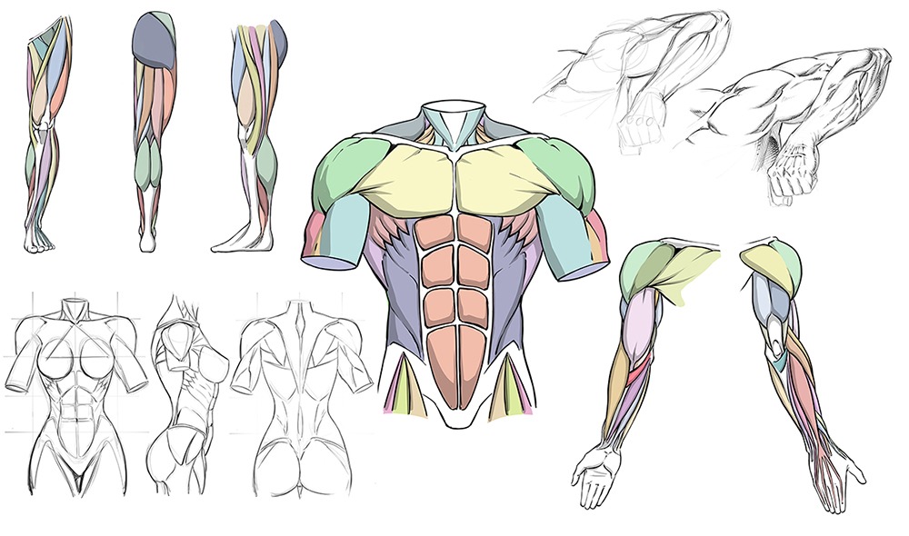 How to Draw Dynamic Anatomy Course by Robert A. Marzullo