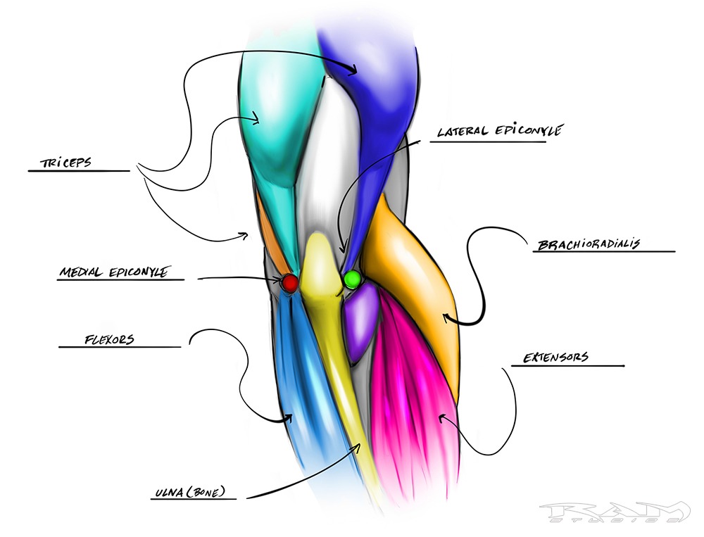 Back of the Arm Anatomy Diagram by RAM