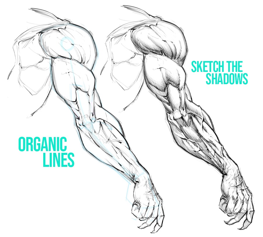 Drawing the Organic Lines and Shadows