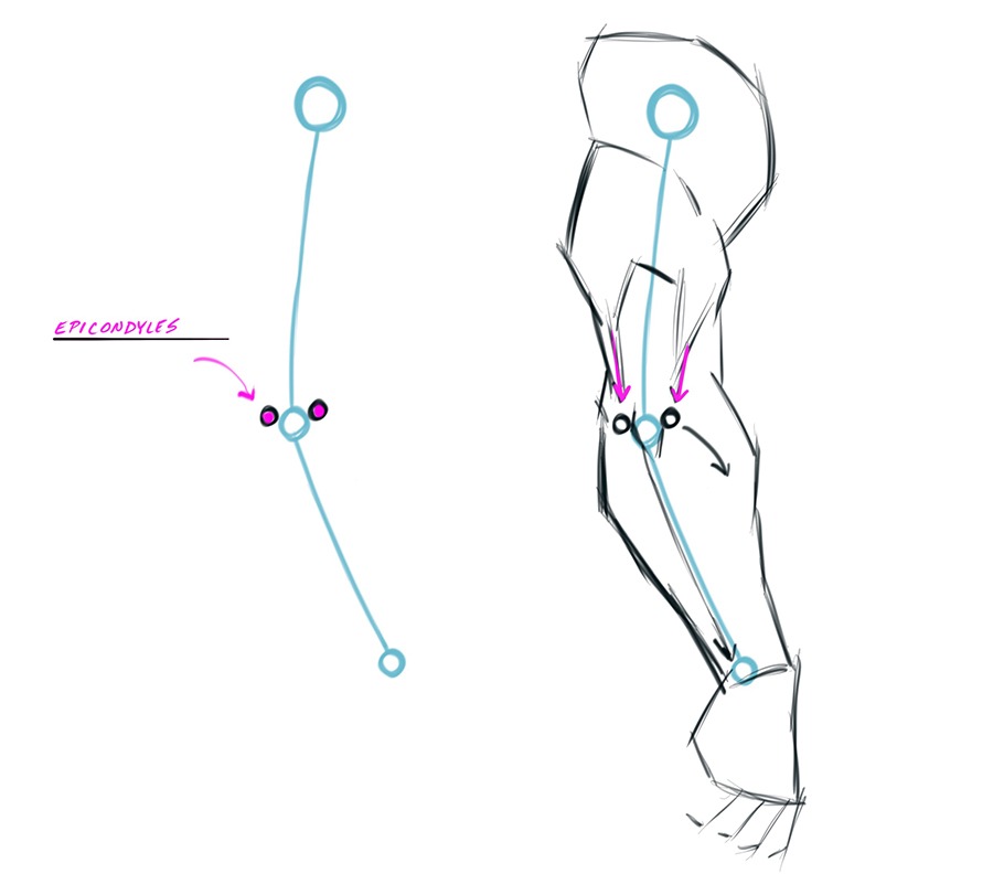 Drawing the Length and Volumes of the Arm