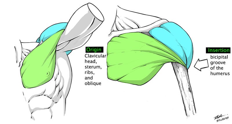 Pectoralis Origin and Insertion Points