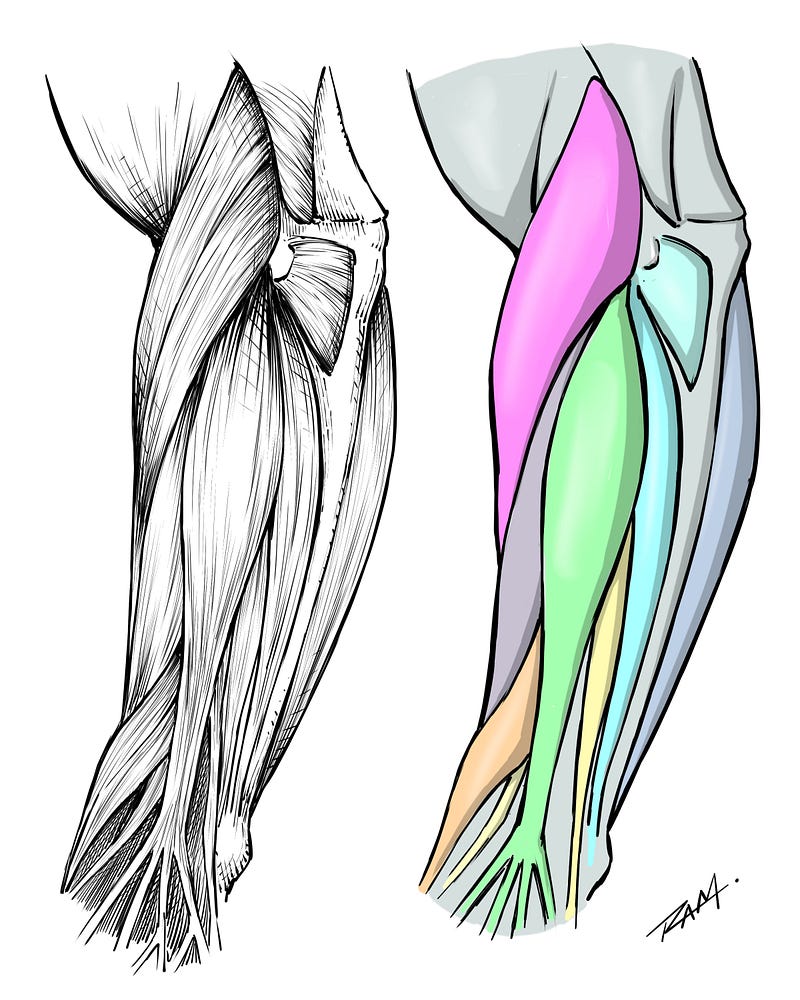 Forearm Anatomy Breakdown by RAM