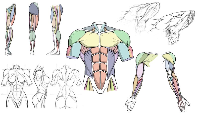 How to Draw Dynamic Anatomy