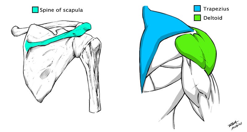 Spine of Scapula Illustration by RAM