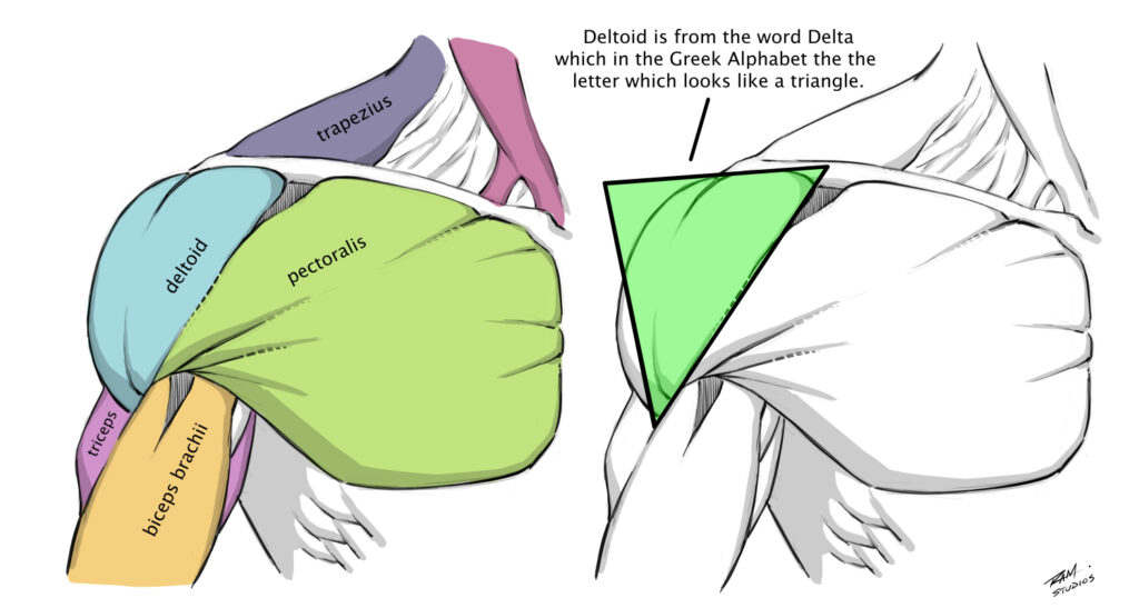 Chest and Should Anatomy Artwork by Robert A. Marzullo