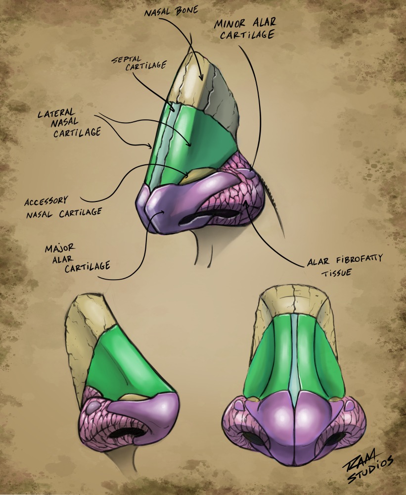 Nose Anatomy Illustration by Robert A. Marzullo