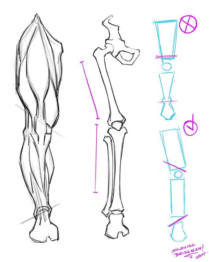 Avoiding Symmetry when Drawing the Anatomy