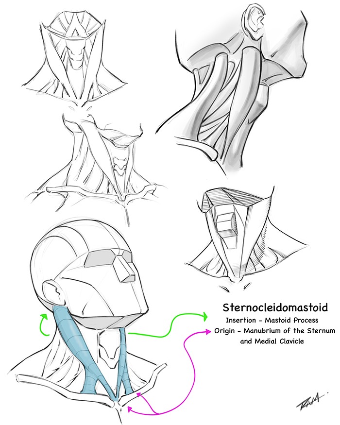 Neck Studies from Bridgman’s Constructive Anatomy