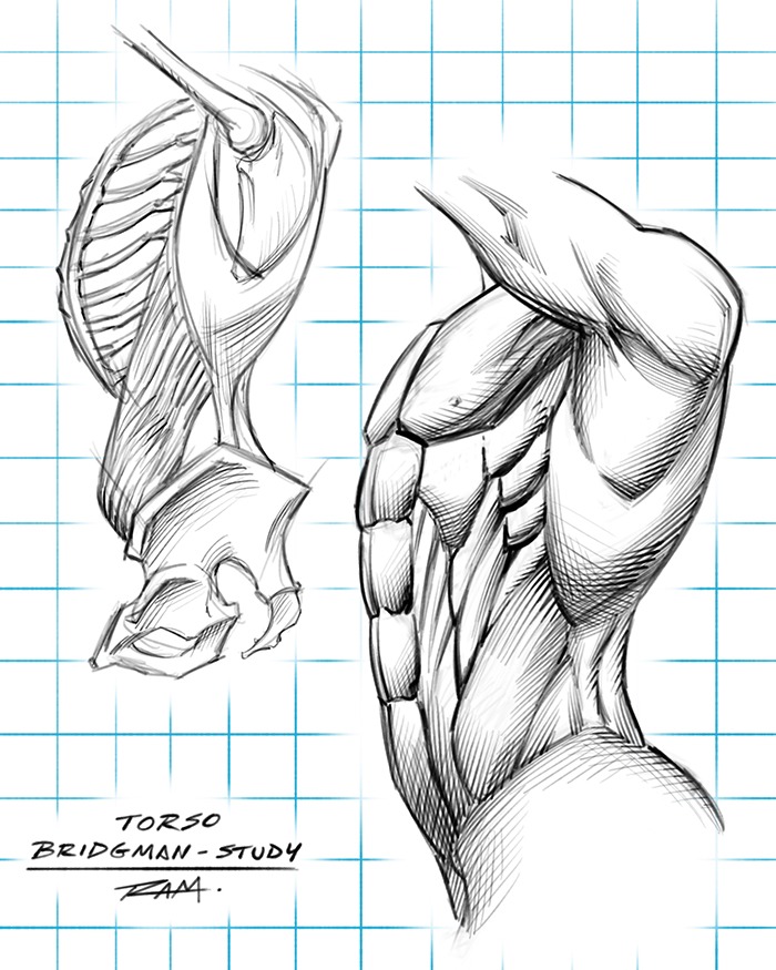 Drawing the Torso Anatomy — Studying Bridgman by RAM