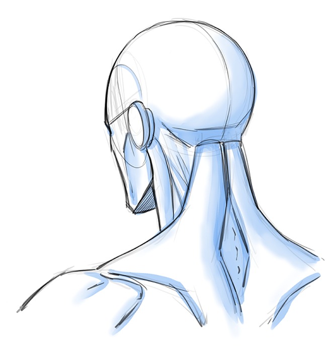 Back Angle View of the Head and Neck