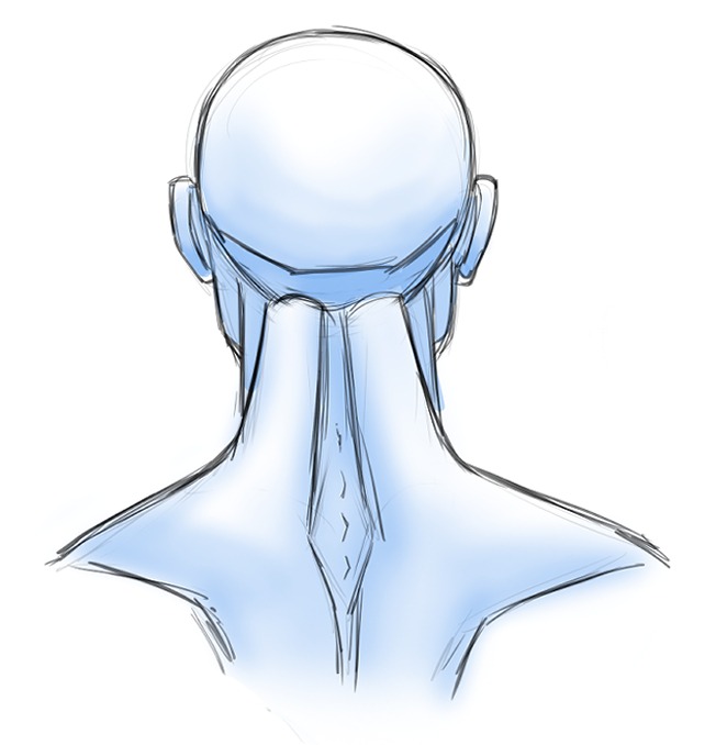 Drawing the Back of the Head and Neck