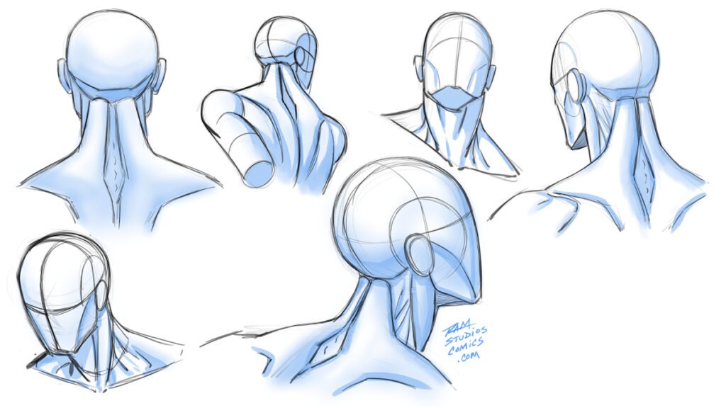 Drawing the Head and Neck