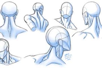 Drawing the Head and Neck